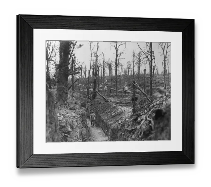 Framed Print : Forest Area Near Somme River in France During World War I Framed Print : Forest Area Near Somme River in France During World War I