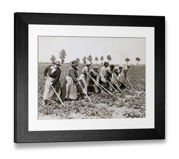 Framed Print : Early English Farming Women Tilling Crops Framed Print : Early English Farming Women Tilling Crops