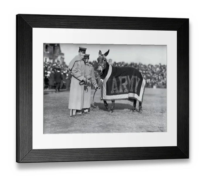 Framed Print : The Army Mule at Army Navy Football Game Framed Print : The Army Mule at Army Navy Football Game