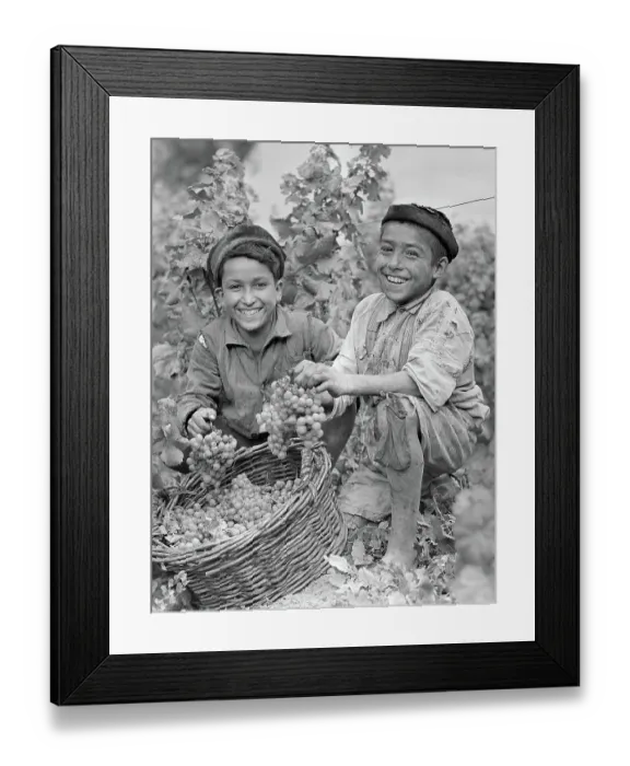 Framed Print : Young Chilean Grape Harvesters Framed Print : Young Chilean Grape Harvesters