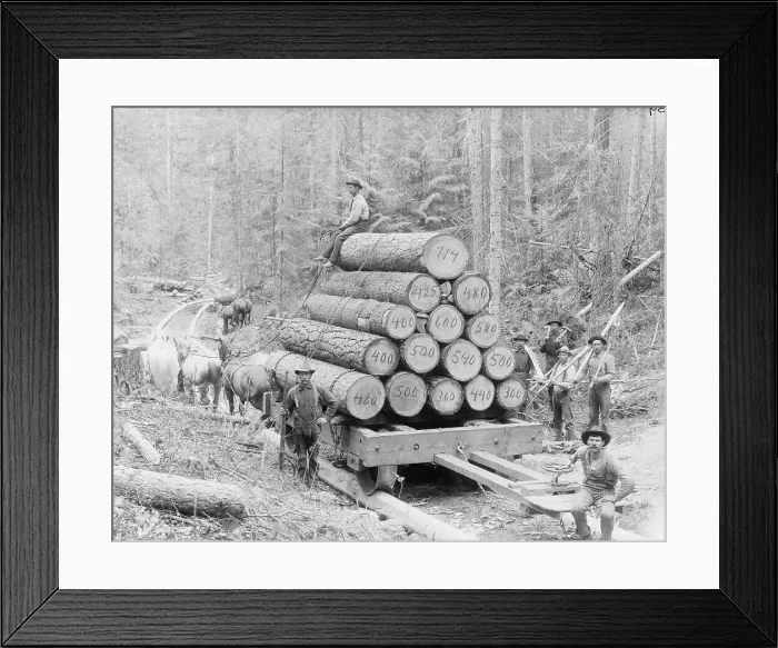 Framed Print : Loggers with Timber Framed Print : Loggers with Timber