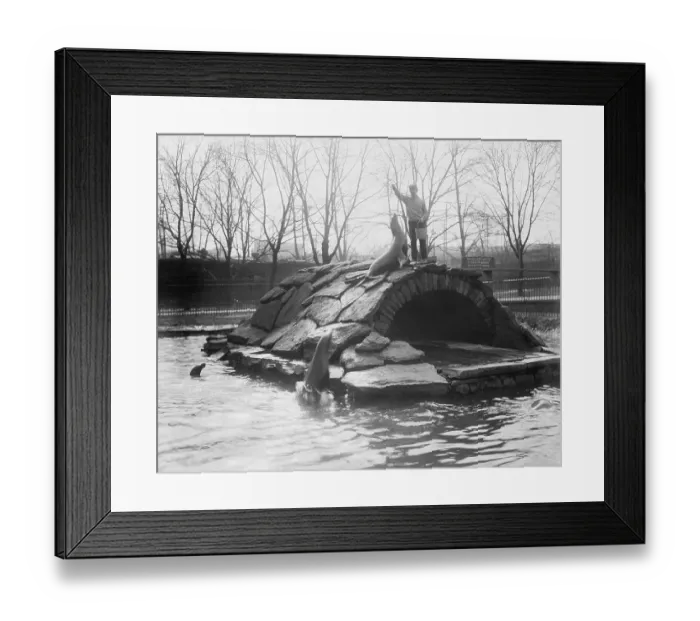 Framed Print : Zookeeper Feeding Sea Lions Framed Print : Zookeeper Feeding Sea Lions