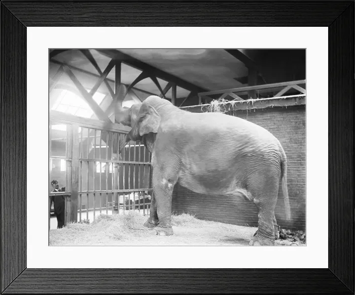 Framed Print : Bolivar, the Asian Elephant Framed Print : Bolivar, the Asian Elephant