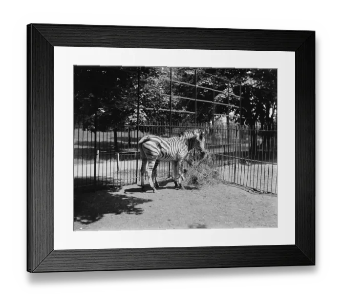 Framed Print : Zebras. (Photo by Bettmann Archive / Getty Images) Framed Print : Zebras. (Photo by Bettmann Archive / Getty Images)
