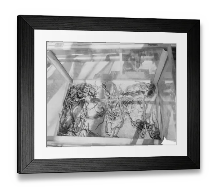 Framed Print : Case of Garter Snakes Framed Print : Case of Garter Snakes