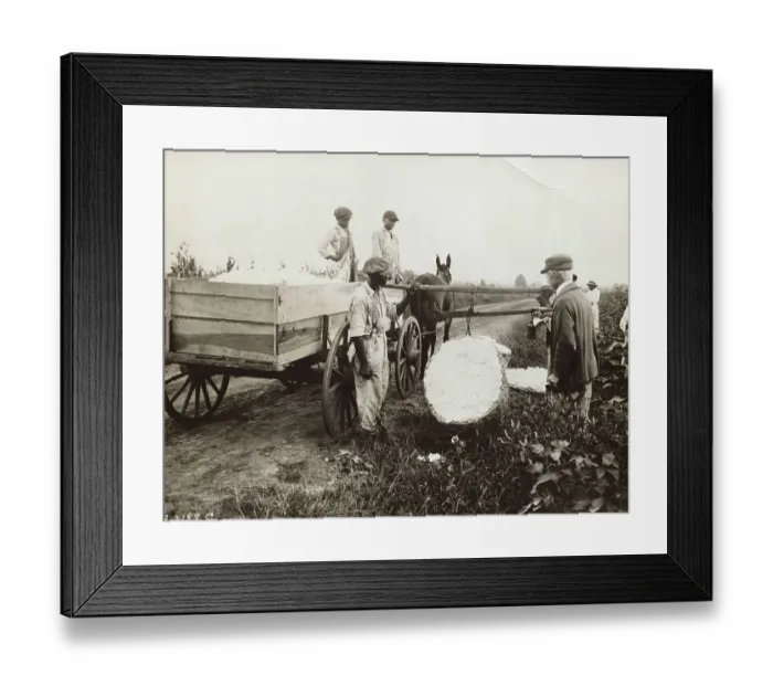Framed Print : Workers Weighing Cotton Framed Print : Workers Weighing Cotton
