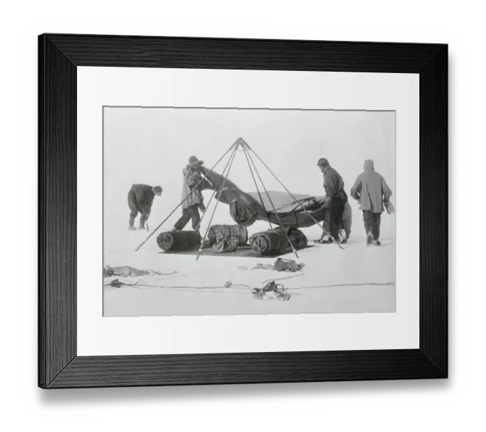 Framed Print : Men Pitching Tents Framed Print : Men Pitching Tents