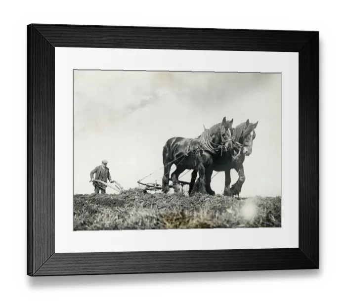 Framed Print : Man Ploughing Field with Horse Team Framed Print : Man Ploughing Field with Horse Team