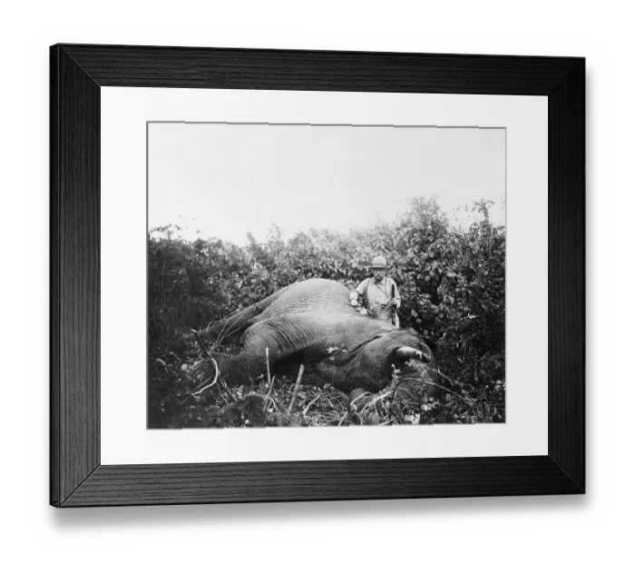 Framed Print : President Theodore Roosevelt with Slain Elephant Framed Print : President Theodore Roosevelt with Slain Elephant