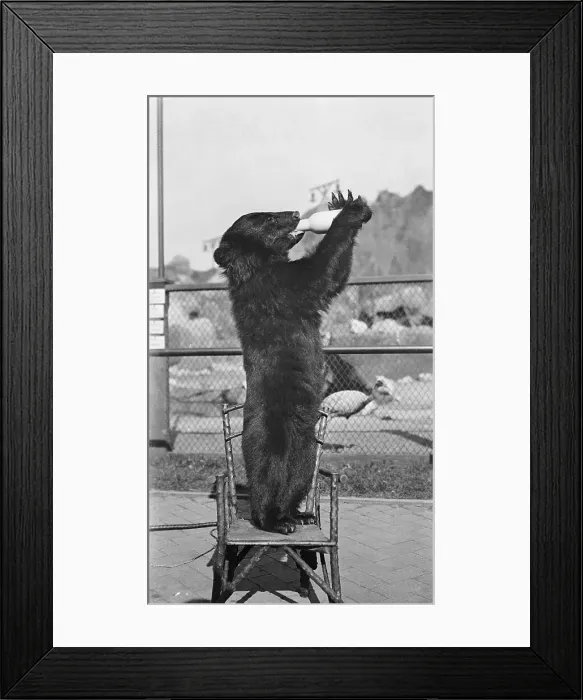 Framed Print : Bear Drinking from Bottle