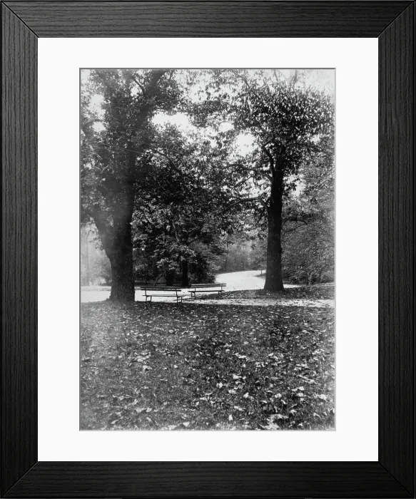 Framed Print : Brooklyn's Autumn Leaves Framed Print : Brooklyn's Autumn Leaves