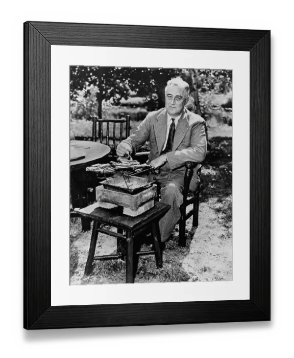 Framed Print : Franklin Delano Roosevelt Roasting Hot Dogs Framed Print : Franklin Delano Roosevelt Roasting Hot Dogs