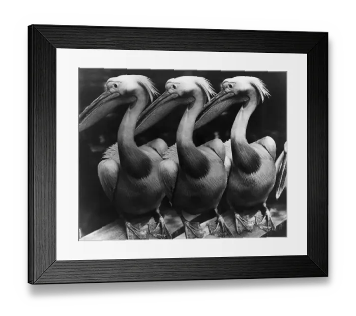 Framed Print : Three Pelicans; Full Length Framed Print : Three Pelicans; Full Length