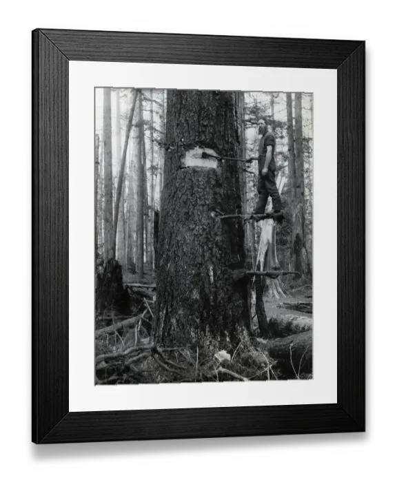 Framed Print : Lumberjack Chopping Down Tree Framed Print : Lumberjack Chopping Down Tree