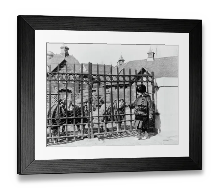 Framed Print : Central Park Zoo Framed Print : Central Park Zoo