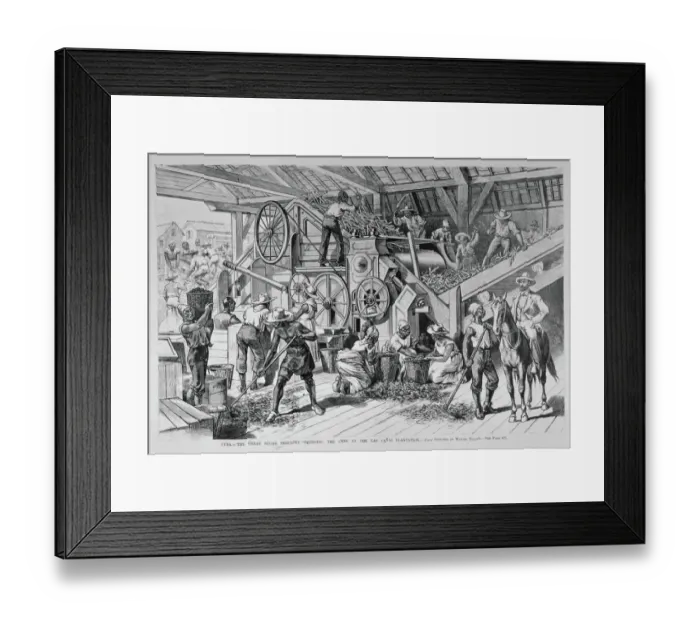 Framed Print : The Great Sugar Industry Grinding Sugar Cane Framed Print : The Great Sugar Industry Grinding Sugar Cane