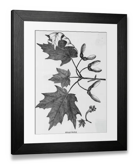 Framed Print : Sugar Maple Leaves And Seeds Engraving Framed Print : Sugar Maple Leaves And Seeds Engraving