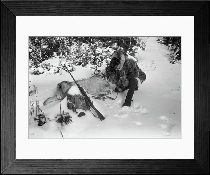 Framed Print : Hunter Retrieving Trapped Timber Wolf Framed Print : Hunter Retrieving Trapped Timber Wolf
