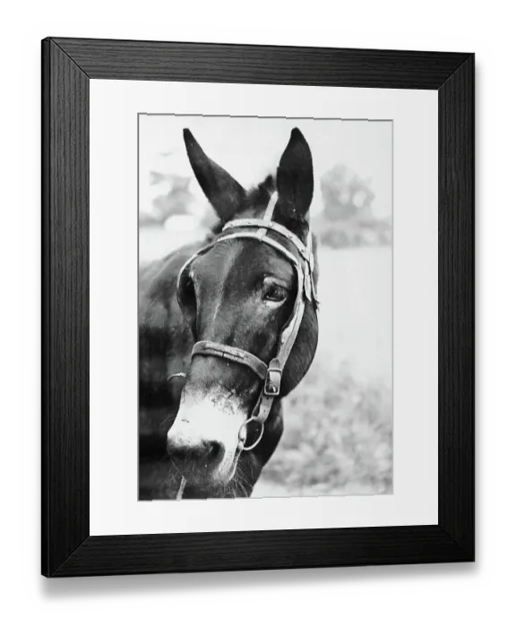 Framed Print : Mule's Head Framed Print : Mule's Head