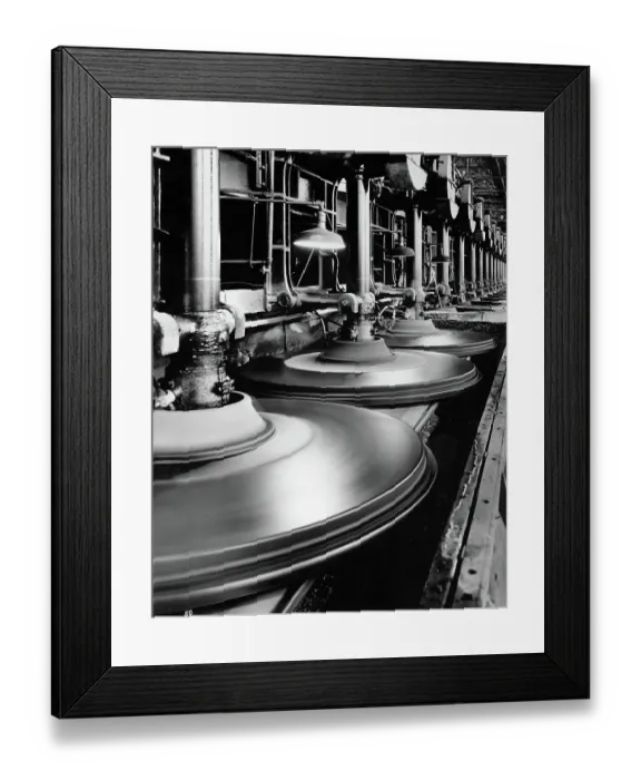 Framed Print : Glass Plate Plant Framed Print : Glass Plate Plant