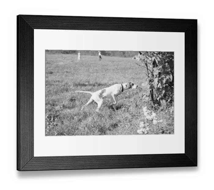 Framed Print : Setter on Point Framed Print : Setter on Point
