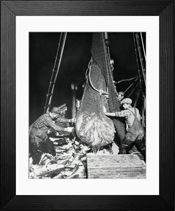 Framed Print : Fishermen Hauling In Their Catch