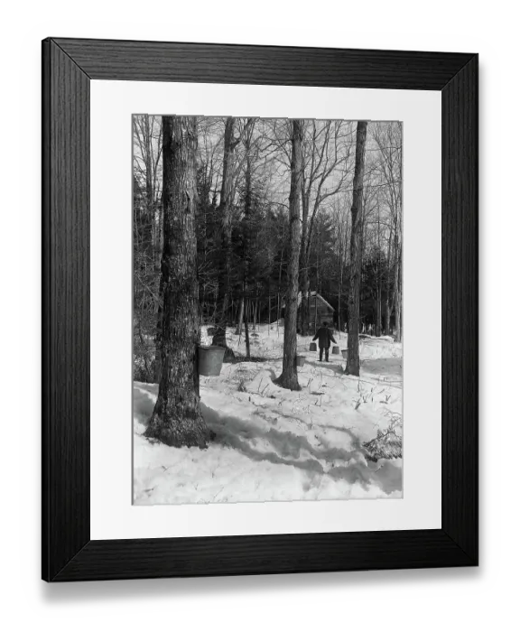 Framed Print : Man Walking in a Maple Sugar Orchard Framed Print : Man Walking in a Maple Sugar Orchard