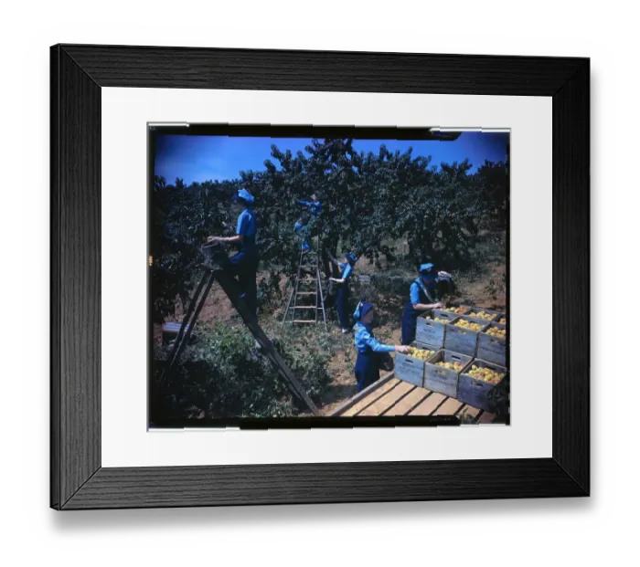 Framed Print : Group of Young Girls in Peach Orchard