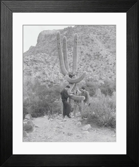 Framed Print : Football Players Inspecting Cactus Framed Print : Football Players Inspecting Cactus