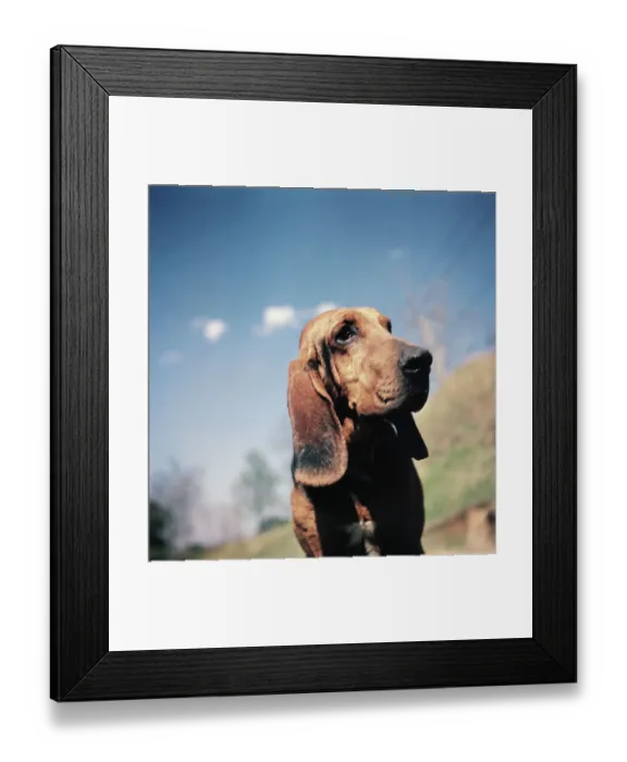 Framed Print : Brown Bloodhound Framed Print : Brown Bloodhound