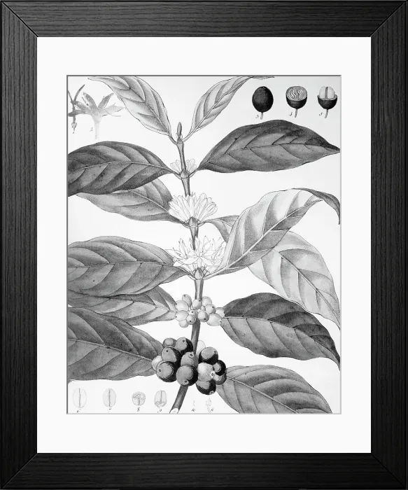 Framed Print : Engraving Of Coffe Arabica Framed Print : Engraving Of Coffe Arabica