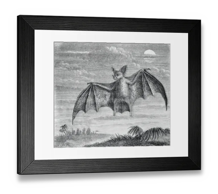 Framed Print : Engraving of American Vampire Bat Framed Print : Engraving of American Vampire Bat