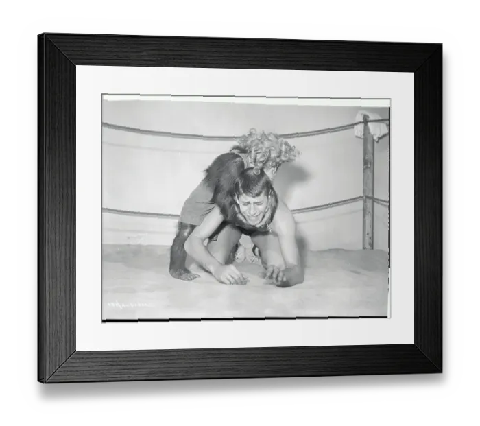 Framed Print : Jerry Lewis Wrestling Pierre, the Chimpanzee Framed Print : Jerry Lewis Wrestling Pierre, the Chimpanzee