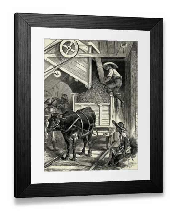 Framed Print : Woodcut of Plantation Workers with Ox Framed Print : Woodcut of Plantation Workers with Ox