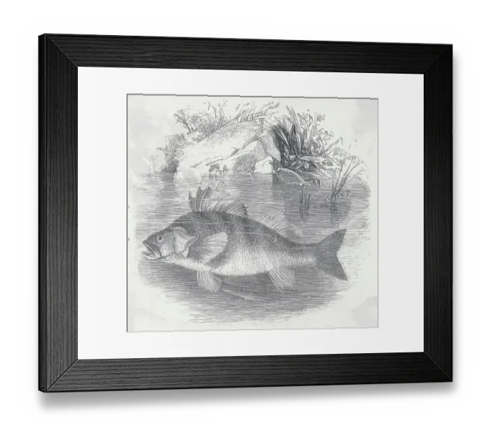 Framed Print : Drawing of a Perch Framed Print : Drawing of a Perch