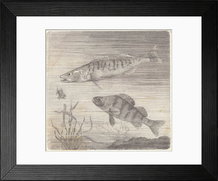 Framed Print : Drawing of Giant Perch and Common Perch Framed Print : Drawing of Giant Perch and Common Perch