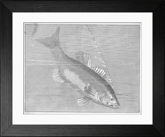 Framed Print : Drawing of Black Bass Framed Print : Drawing of Black Bass