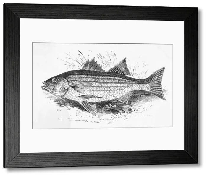 Framed Print : Drawing of Striped Bass Framed Print : Drawing of Striped Bass