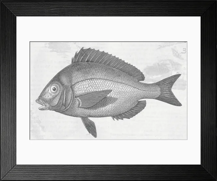 Framed Print : Drawing of Porgy