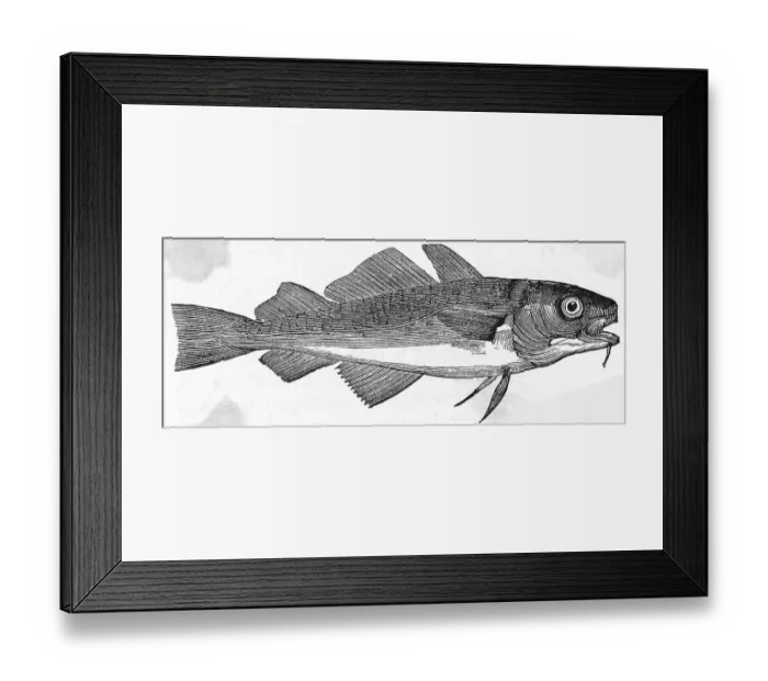 Framed Print : Drawing of Common Cod Framed Print : Drawing of Common Cod