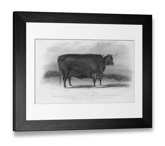 Framed Print : Engraving of Prize Winning Devon Steer Framed Print : Engraving of Prize Winning Devon Steer
