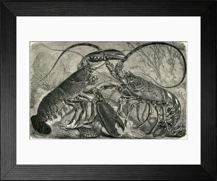 Framed Print : Engraving of Lobster and Spring Lobster