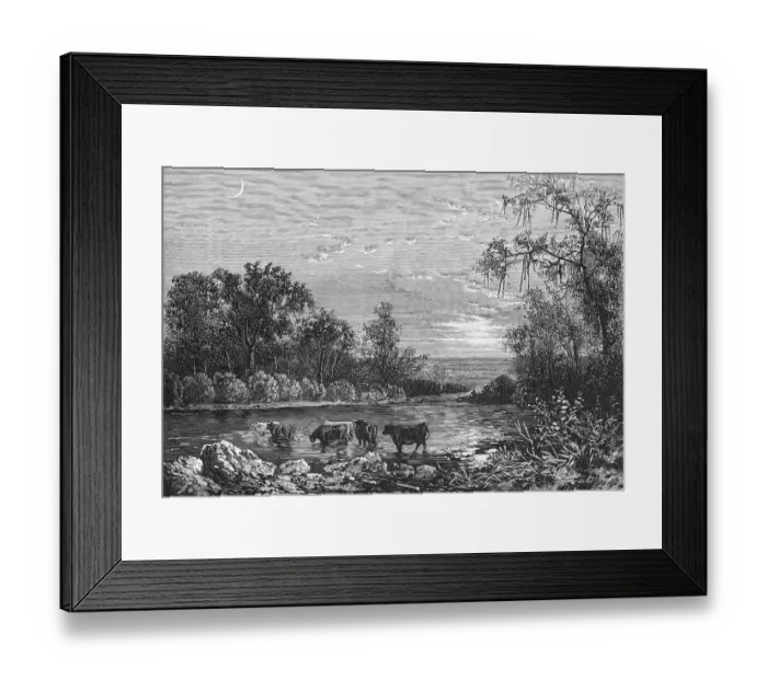 Framed Print : Cattle in Stream Framed Print : Cattle in Stream