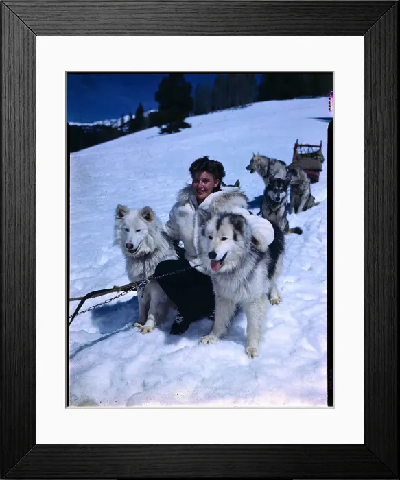 Framed Print : Model with Dog Sled Team in Snow Framed Print : Model with Dog Sled Team in Snow