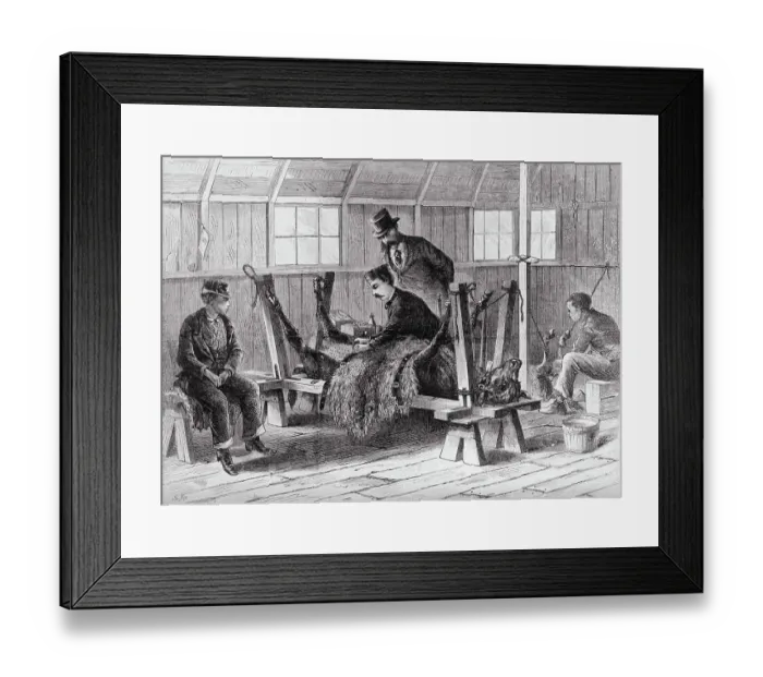 Framed Print : Scientist Taking Virus from Calf Framed Print : Scientist Taking Virus from Calf