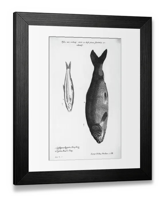 Framed Print : Engraving Of A Greyfling And A Carp Framed Print : Engraving Of A Greyfling And A Carp