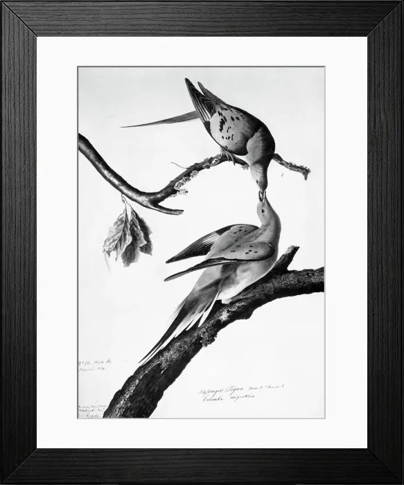 Framed Print : Passenger Pigeon by John James Audubon Framed Print : Passenger Pigeon by John James Audubon