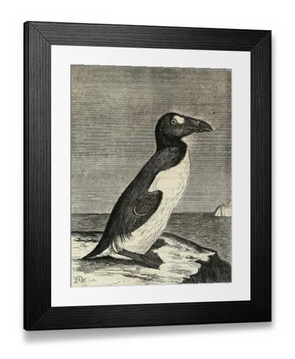 Framed Print : Engraving of Great Auk Framed Print : Engraving of Great Auk