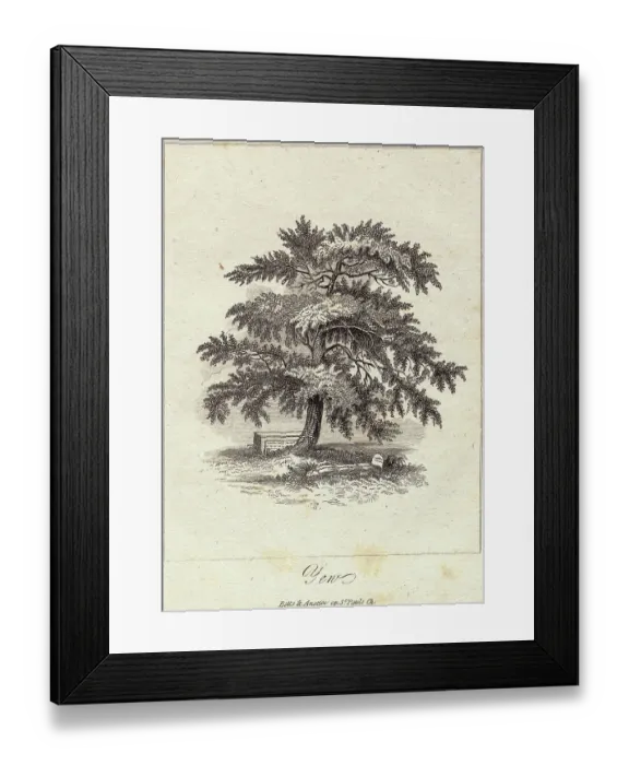 Framed Print : Engraving of Yew Tree Framed Print : Engraving of Yew Tree