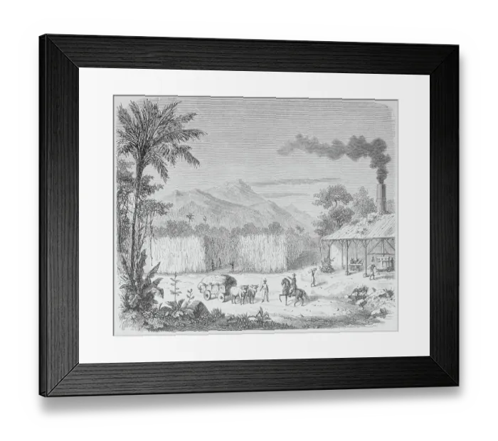Framed Print : Slaves Working on Sugar Plantation Framed Print : Slaves Working on Sugar Plantation